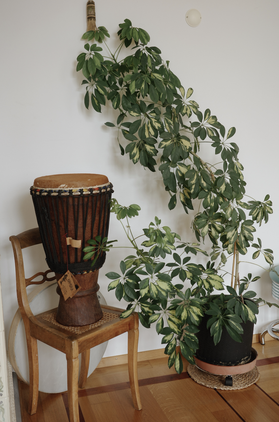 Studio corner with djembe drum and umbrella plant